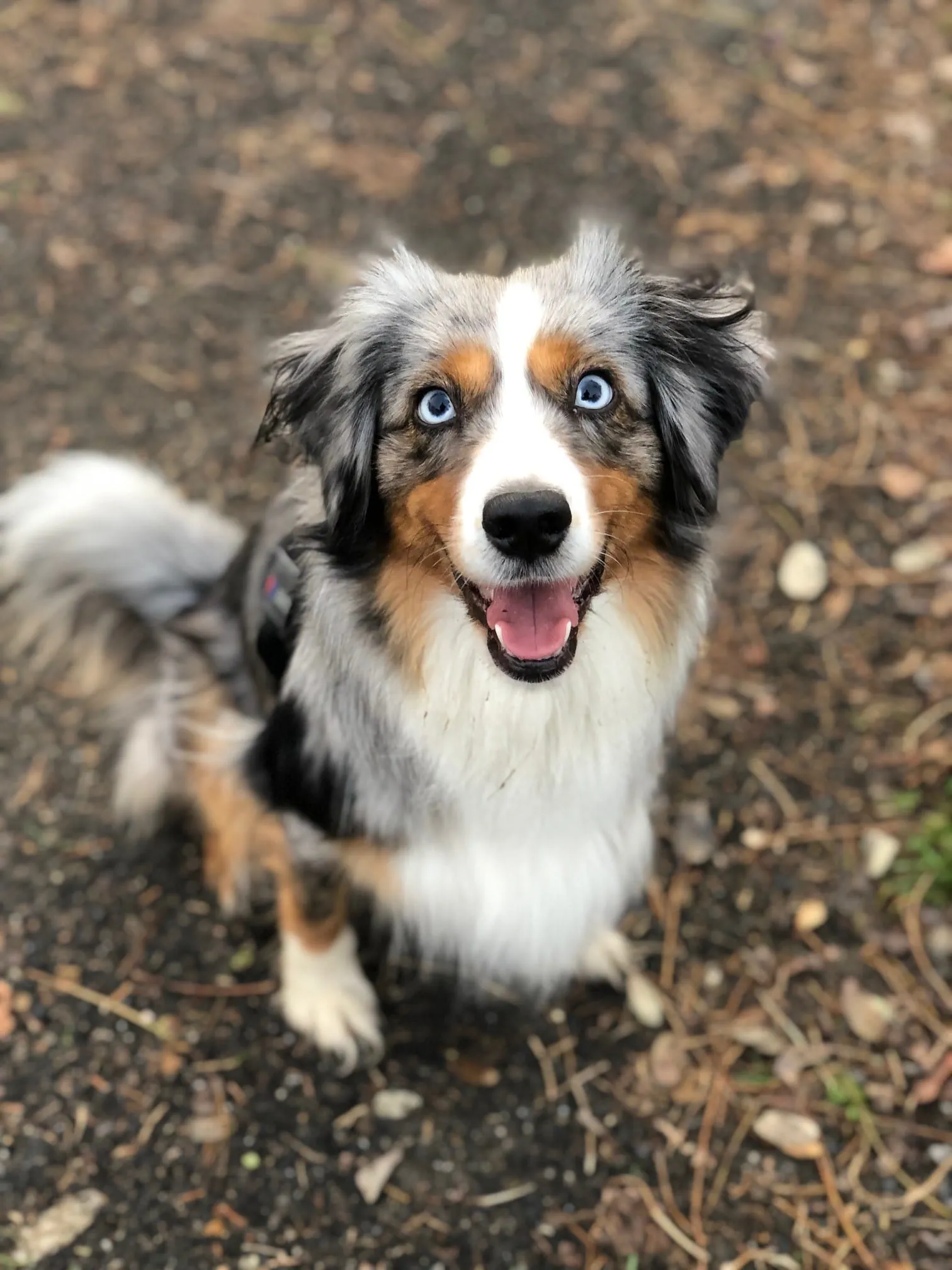 ITV-Podcast: Luna, der Schimmel- & Leckage-Spürhund