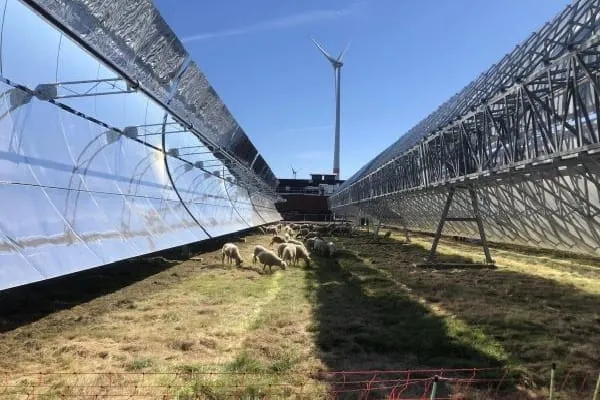 Solarthermisches Kraftwerk - Parabolrinnenanlage in Belgin. Zwischen den Parabolrinnen grasen Schafe.