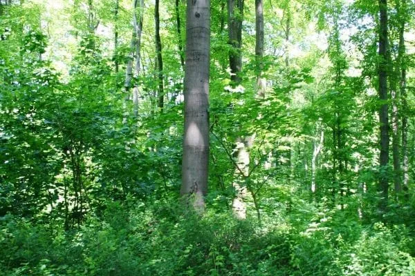 Gr&uuml;ner Laubwald im Sommer